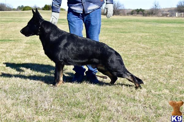 German Shepherd dog